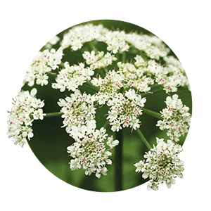 angelica-root-white