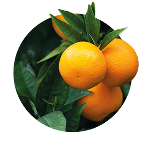 bitter-orange-peel-white