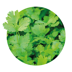 coriander-seeds-white