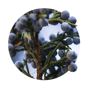 juniper-berries-white