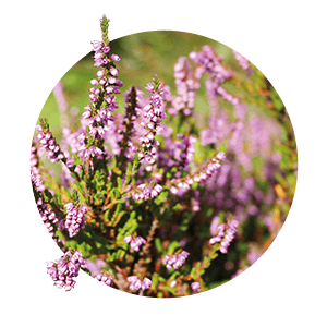 pearls-of-heather-white