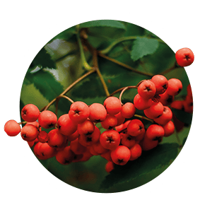 rowan-berries-white