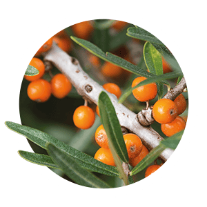 sea-buckthorn-white