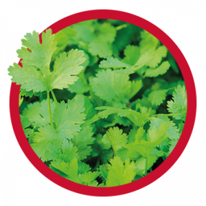 coriander-seeds-300x300