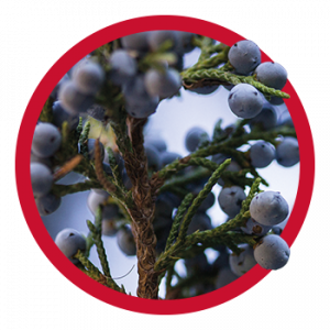 juniper-berries-300x300